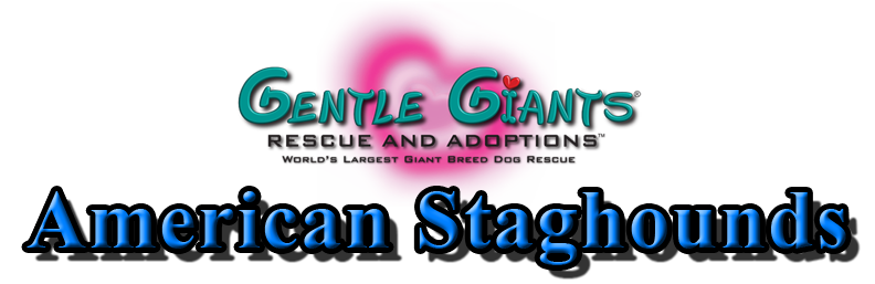 American Staghounds at Gentle Giants Rescue and Adoptions